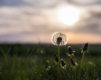 Close-up of dandelion on field against sky during sunset