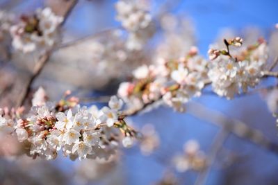 Close-up of apple blossoms in spring