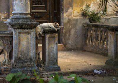 Statue in front of door