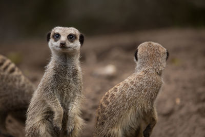 Close-up meerkats at zoo