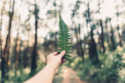 Close-up of human hand holding fern in forest