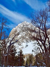 Low angle view of bare trees against sky during winter