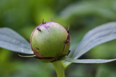 Close-up of insect on fruit