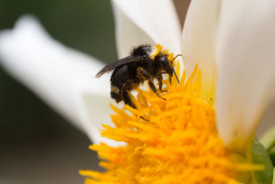 Close-up of bee on yellow flower