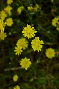 Close-up of yellow flowering plant on field