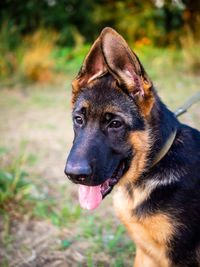 Portrait of a german shepherd puppy. walking in the park on a green background.