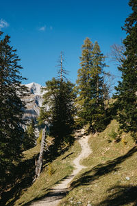 Road amidst trees in forest against sky