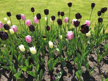 Close-up of purple flowers blooming in field