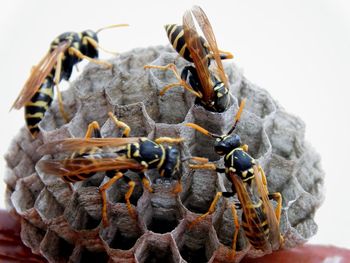 Close-up of insect