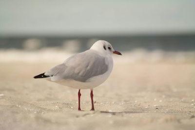 Close-up of seagull