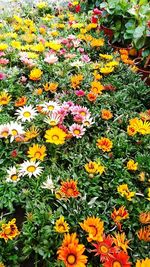 High angle view of flowering plants