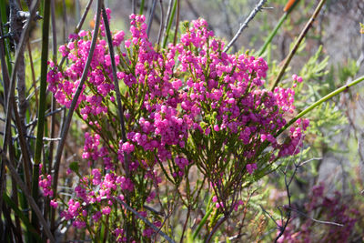 Close-up of purple flowers