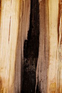 Full frame shot of tree trunk