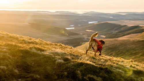 Rear view of dog walking in the mountains.