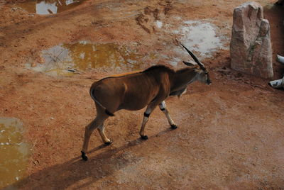 Side view of horse on field