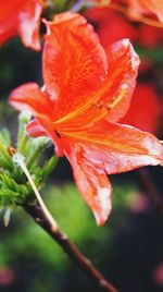 Close-up of red flower