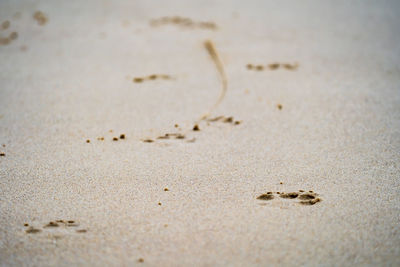 Paw prints in the sand