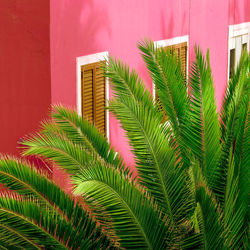 Close-up of palm tree against building