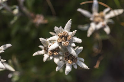 Close-up of wilted flower