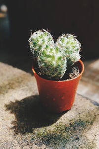 Close-up of potted plant