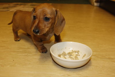 Close-up of a dog eating food