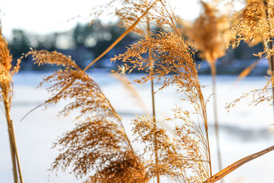 Low angle view of plants against sky during winter