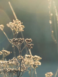 Close-up of wilted plant during winter