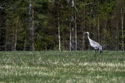 Bird perching in a forest