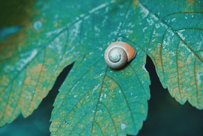 Close-up of snail on leaf