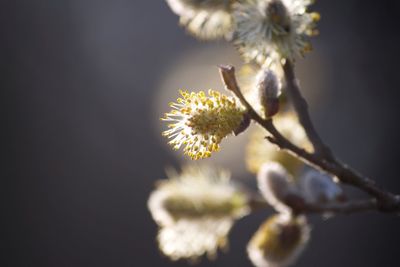 Close-up of flowers on tree