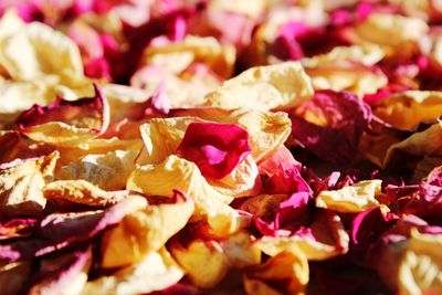 Full frame shot of pink roses