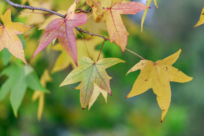 Close-up of maple leaves on tree