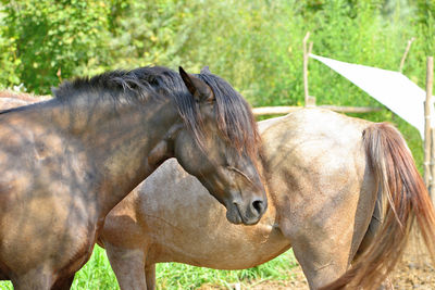 Close-up of horse on field