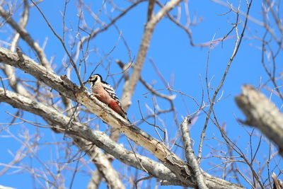 Low angle view of bird perching on branch against sky