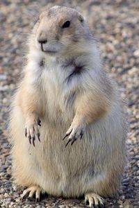 animal