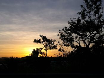 Silhouette of trees at sunset