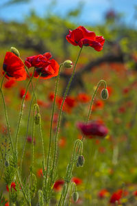 Close-up of red poppy flowers on field