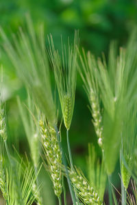 Close-up of plant growing outdoors