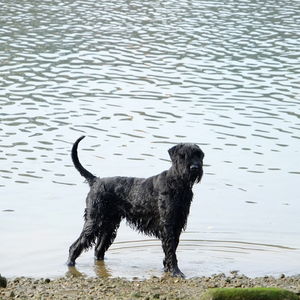 Dog on lakeshore