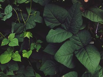 Full frame shot of fresh green leaves