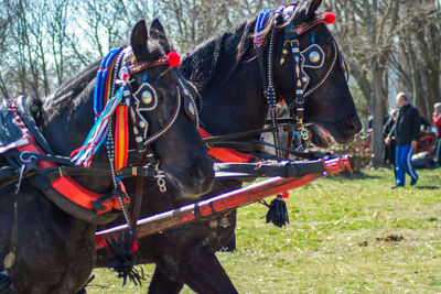 Horse cart on field