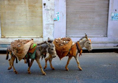 Camels in zoo