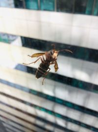 Close-up of bee on glass window