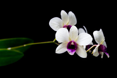 Close-up of white flowering plant against black background