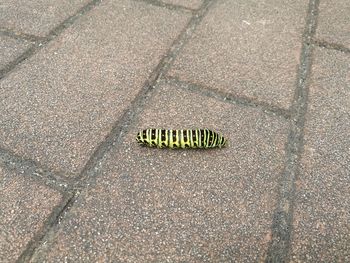 High angle view of caterpillar on street