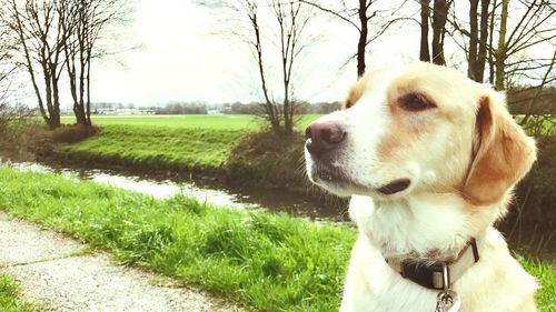 Close-up of dog on grass