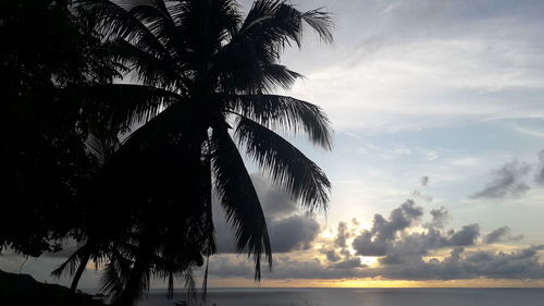 Low angle view of coconut palm tree against sky