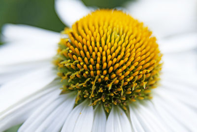 Close-up of white flower