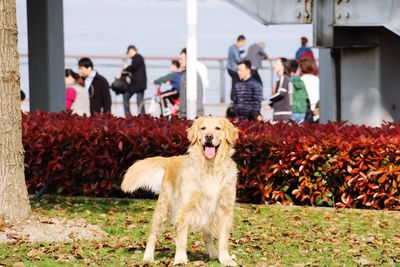 Golden retriever in park