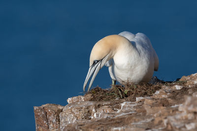 Close-up of seagull perching on rock